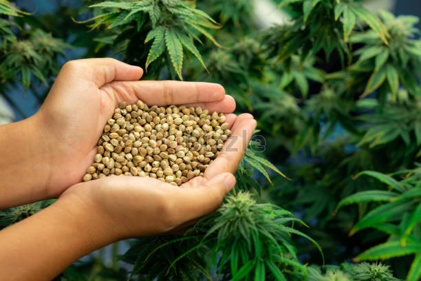 Buying Marijuana Seeds Online