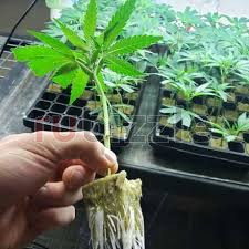 Buy Clones MMJ