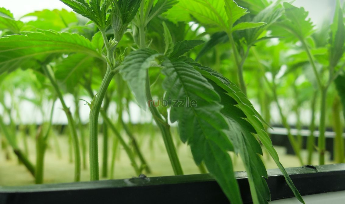 Dispensary With Clones