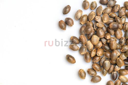 Best Place to Buy Marijuana Seeds