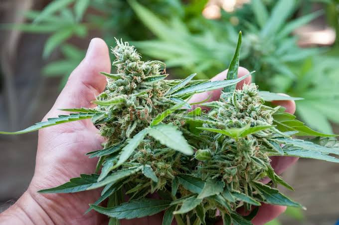 Best Cannabis Flower
