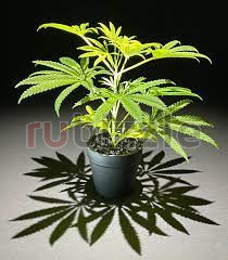 Marijuana Seeds for Sale in USA